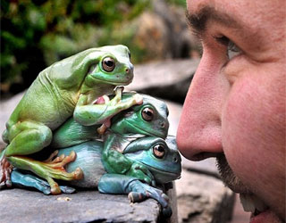   مصر اليوم - 3 ضفادع تتبادل القفز على ظهور بعضهم بعضًا