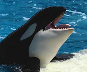   مصر اليوم - الحيتان القاتلة تضحي بخصوبتها فداء لأبنائها