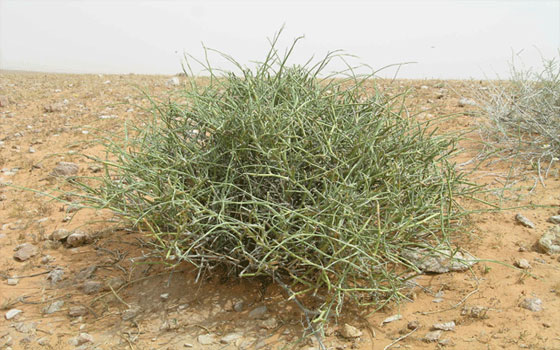 مصر اليوم - عشبة العلندة او نبتة العُلّيق تشفي مريضًا بمرض السرطان