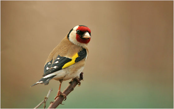 مصر اليوم - الحسون مهددٌ بالانقراض من الجزائر بسبب الاصطيّاد العشوائي و الجائر