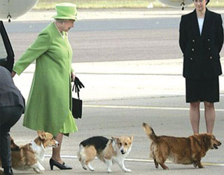   مصر اليوم - فصيلة كلاب الملكة اليزابيث الثانية على طريق الاندثار