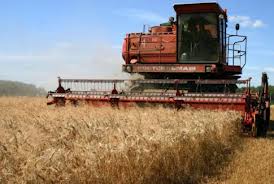   مصر اليوم - الأردن اشترى 50 ألف طن من علف الشعير