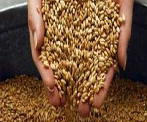   مصر اليوم - الغذائية: توقعات بارتفاع الأسعار العالمية للأرز والقمح