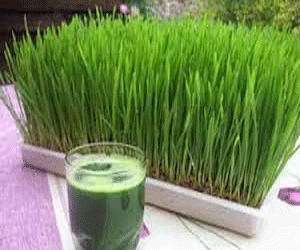   مصر اليوم - الفوائد الصحيه لعشب القمح عصير القمح