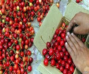 مصر اليوم - تناول الكرز يقلل الآلام التي يسببها النقرس