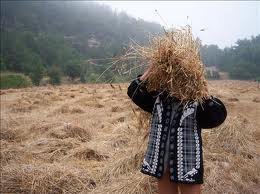 مصر اليوم - الحكومة السورية توافق على استيراد الأعلاف من لبنان