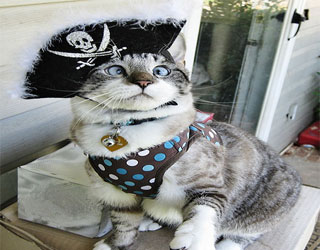 مصر اليوم - سبانغليس القط الأحول جذب المشاهدين بنظرته الطيبة