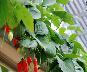 مصر اليوم - مشروع تجريبي لتخضير الصحراء في قطر