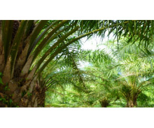   مصر اليوم - مدغشقر: انقراض النخيل قد يهدد كائنات وطيور نادرة