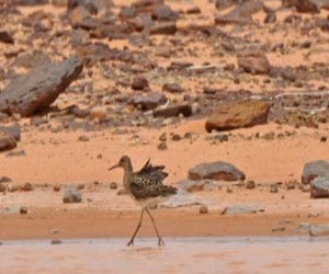   مصر اليوم - العالم يحتاج إلى مليارات الدولارات للحفاظ على الكائنات المعرضة للانقراض