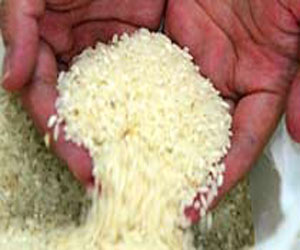   مصر اليوم - 70 شركة تتنافس على المزايدة الأولى لتصدير الأرز