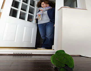 مصر اليوم - البغبغان بوبي يطرق باب صاحبته من جديد