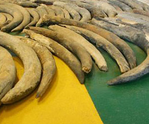   مصر اليوم - وقف محاولة لتهريب 3.62 طن من العاج الأفريقي