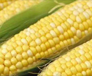 مصر اليوم - مخزون الذرة ينخفض على مستوى العالم