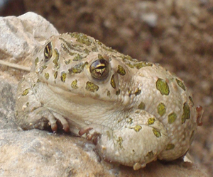   مصر اليوم - اكتشاف أقدم حفرية لحيوان رباعي الأرجل في الصين
