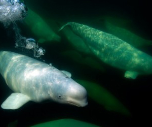 مصر اليوم - حوت البيلوغا يصدر أصواتا قريبة الشبه بصوت الانسان