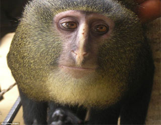   مصر اليوم - اكتشاف نوع جديد من القرود تشبه البوم
