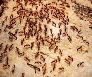   مصر اليوم - النمل يتمتع بحاسة شم استثنائية