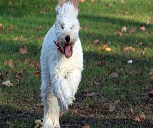 مصر اليوم - أميركا تتكفل بنفقات علاج كلب فقد أنفه