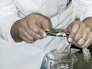   مصر اليوم - استخدام سم الأفاعي كعلاج لمرضى السكر والسرطان