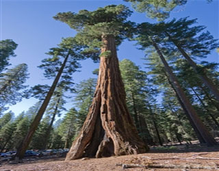   مصر اليوم - حديقة يوسمايت أكبر مملكة للطبيعة في كاليفورنيا