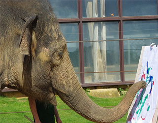   مصر اليوم - ebay يعرض لوحة لأنثى فيل آسيوي